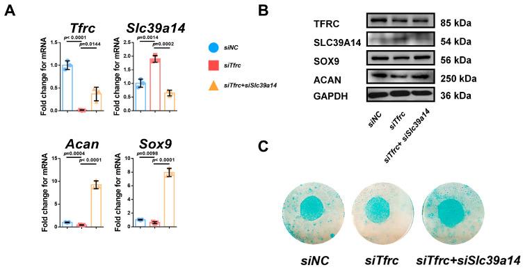 https://cdn.ncbi.nlm.nih.gov/pmc/blobs/cd24/11943061/f3480f17574c/ijms-26-02724-g0A2.jpg