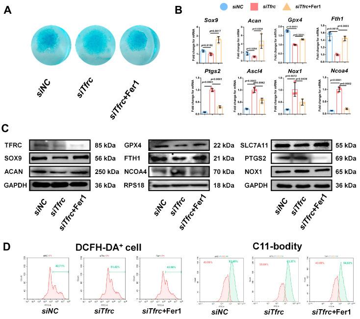 https://cdn.ncbi.nlm.nih.gov/pmc/blobs/cd24/11943061/fdd19e9c8ab5/ijms-26-02724-g008.jpg
