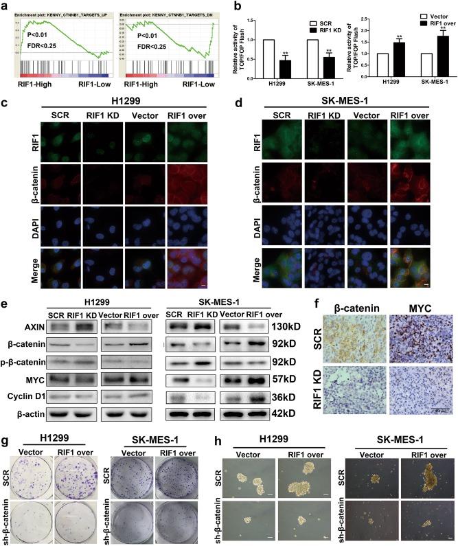 https://cdn.ncbi.nlm.nih.gov/pmc/blobs/cd27/6148239/36849a78d7e7/41419_2018_972_Fig5_HTML.jpg