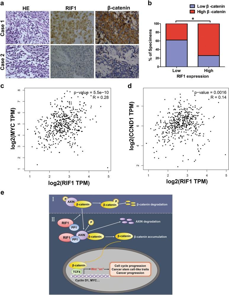 https://cdn.ncbi.nlm.nih.gov/pmc/blobs/cd27/6148239/4dfee23820ef/41419_2018_972_Fig8_HTML.jpg