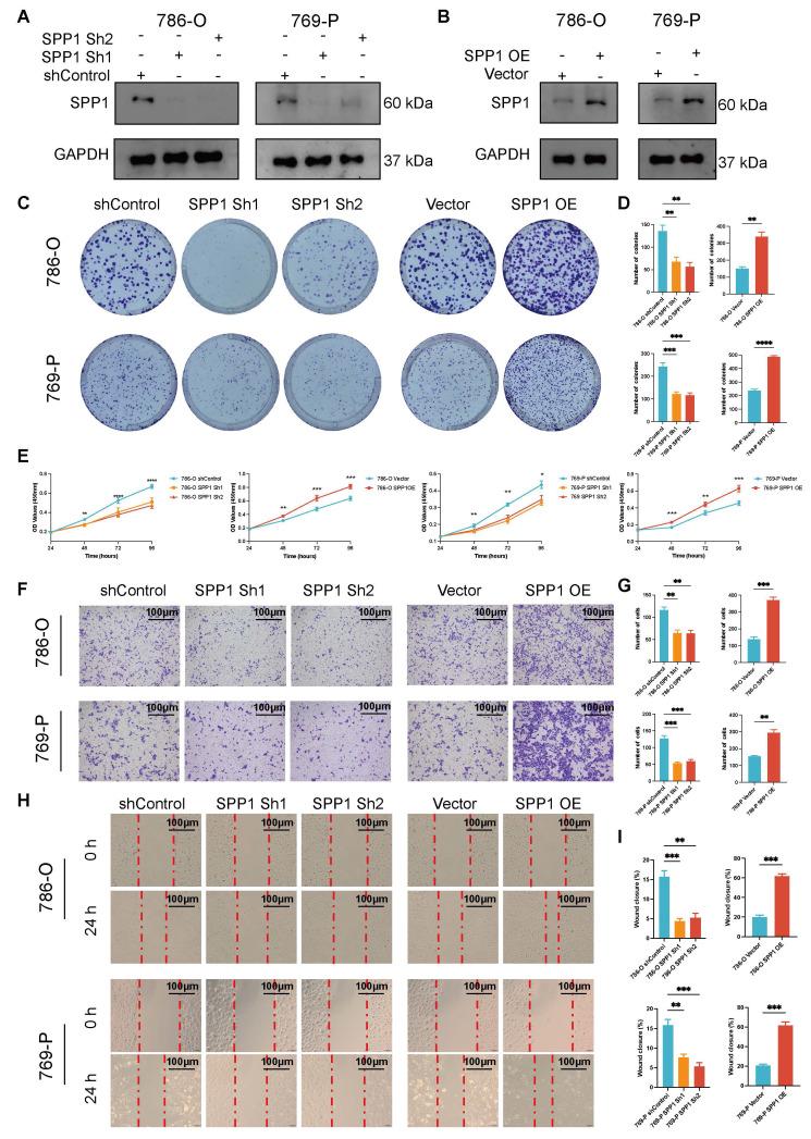 https://cdn.ncbi.nlm.nih.gov/pmc/blobs/cd2e/12036886/21745bf42b18/thnov15p5312g008.jpg