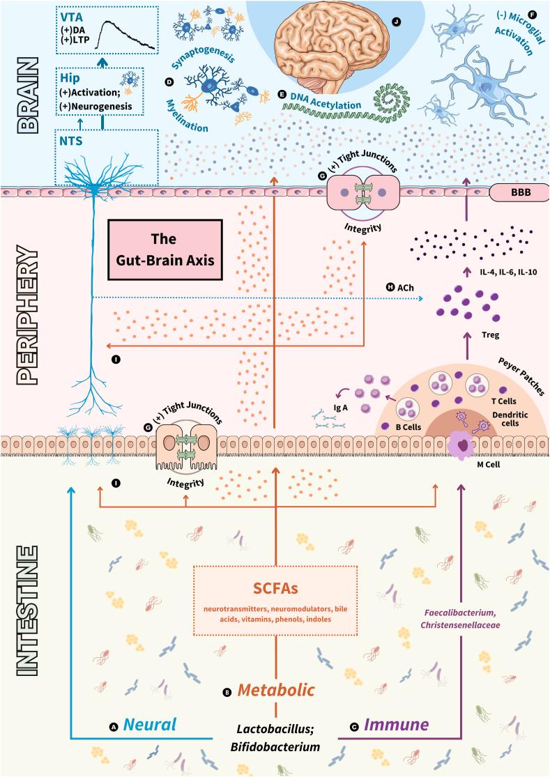 https://cdn.ncbi.nlm.nih.gov/pmc/blobs/cd2f/11745983/e004461c273a/gr4.jpg