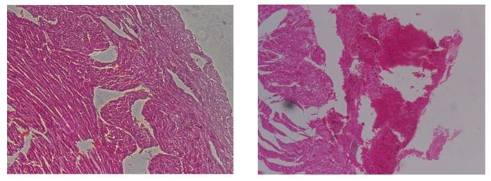 https://cdn.ncbi.nlm.nih.gov/pmc/blobs/cd31/10796980/ebe9472a7616/gr2.jpg