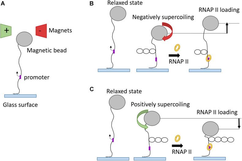 https://cdn.ncbi.nlm.nih.gov/pmc/blobs/cd31/8287188/4ca2f3934e56/fcell-09-699771-g006.jpg