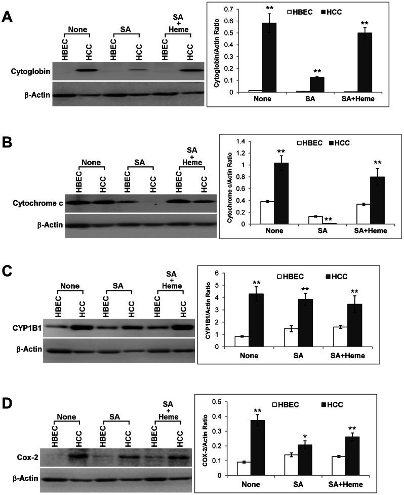 https://cdn.ncbi.nlm.nih.gov/pmc/blobs/cd32/3660535/090c4087ce5b/pone.0063402.g003.jpg