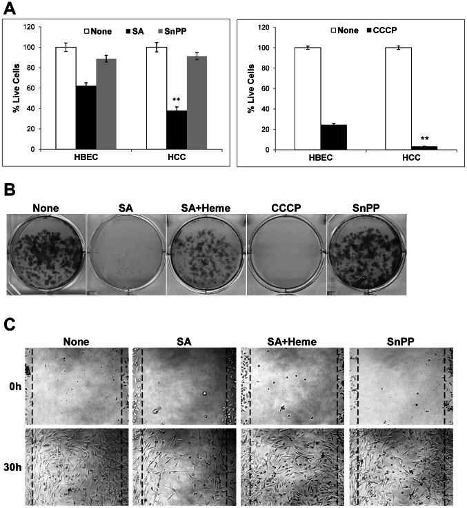 https://cdn.ncbi.nlm.nih.gov/pmc/blobs/cd32/3660535/8dc0ba0dad51/pone.0063402.g007.jpg