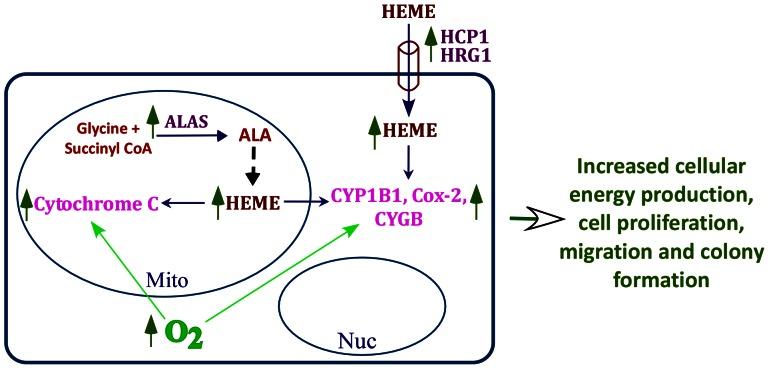 https://cdn.ncbi.nlm.nih.gov/pmc/blobs/cd32/3660535/d87f03d8d43e/pone.0063402.g008.jpg