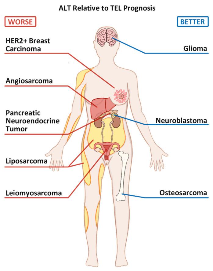 https://cdn.ncbi.nlm.nih.gov/pmc/blobs/cd32/8156225/59074e27b096/cancers-13-02384-g001.jpg