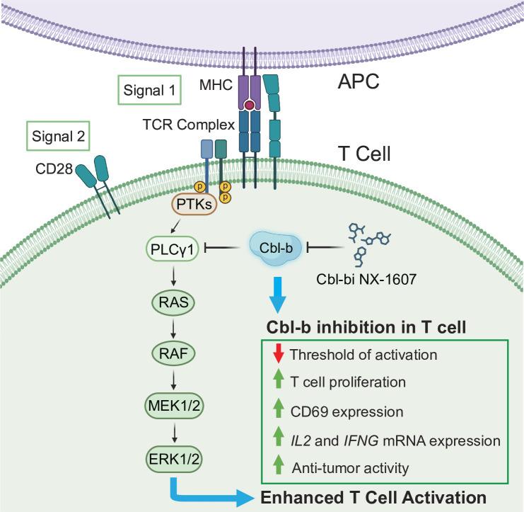 https://cdn.ncbi.nlm.nih.gov/pmc/blobs/cd33/12128433/dd6ac2811e47/jitc-13-5-g007.jpg