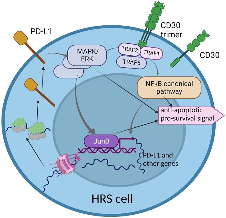 https://cdn.ncbi.nlm.nih.gov/pmc/blobs/cd37/10230546/7d981679b139/fimmu-14-1155468-g002.jpg