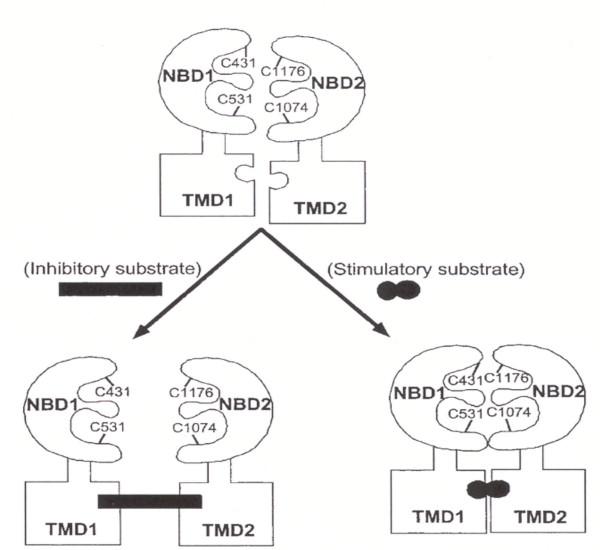 https://cdn.ncbi.nlm.nih.gov/pmc/blobs/cd37/1277830/c897c90fd202/1475-2867-5-30-3.jpg