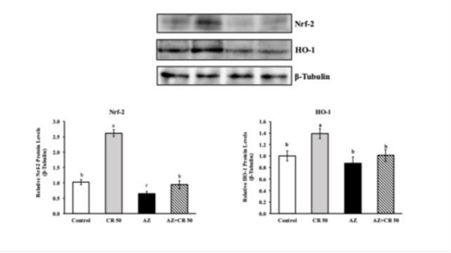 https://cdn.ncbi.nlm.nih.gov/pmc/blobs/cd39/12399064/a85537b970b9/IJBMS-28-1335-g005.jpg