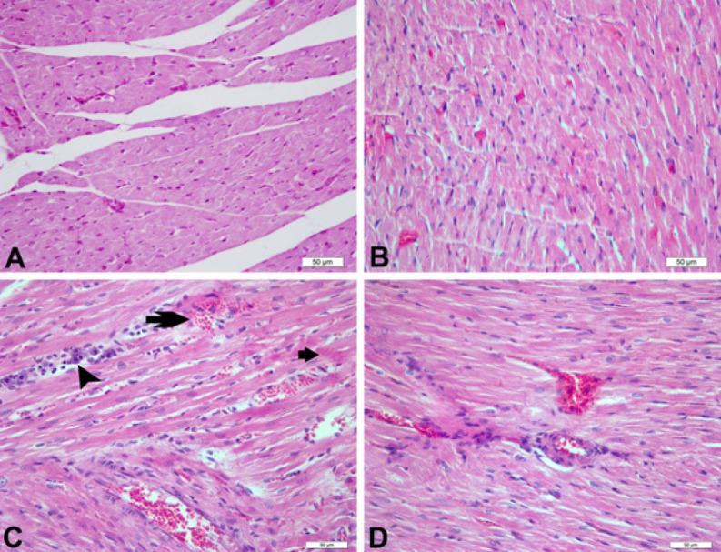 https://cdn.ncbi.nlm.nih.gov/pmc/blobs/cd39/12399064/e0f23885478f/IJBMS-28-1335-g006.jpg