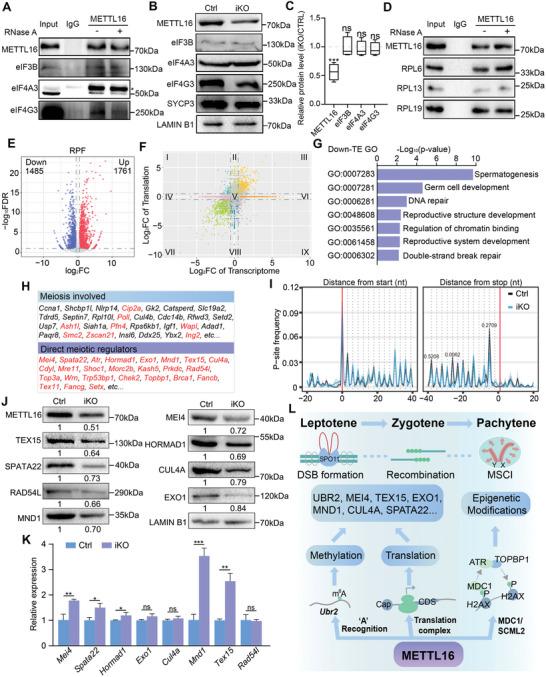 https://cdn.ncbi.nlm.nih.gov/pmc/blobs/cd40/11744674/58eb6ea7fdf6/ADVS-12-2406332-g005.jpg