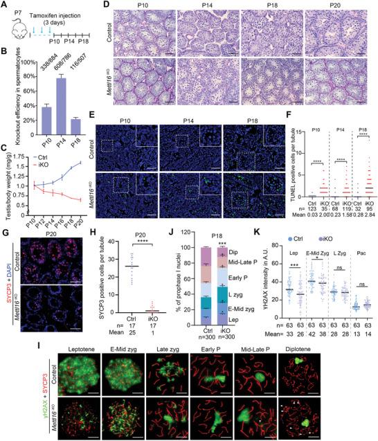 https://cdn.ncbi.nlm.nih.gov/pmc/blobs/cd40/11744674/90828957c7dc/ADVS-12-2406332-g008.jpg