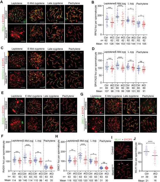 https://cdn.ncbi.nlm.nih.gov/pmc/blobs/cd40/11744674/f838b5a82af1/ADVS-12-2406332-g007.jpg