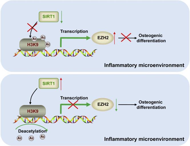 https://cdn.ncbi.nlm.nih.gov/pmc/blobs/cd40/12375197/3cfbb2eaa951/gr7.jpg