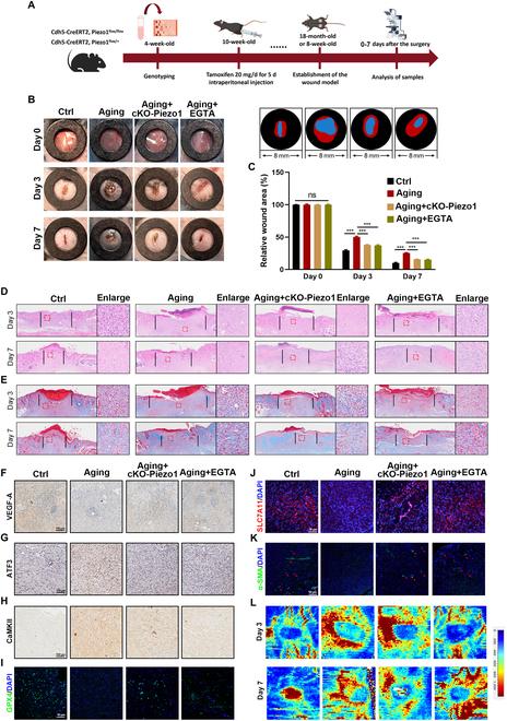https://cdn.ncbi.nlm.nih.gov/pmc/blobs/cd49/12133029/558a3c9d962c/research.0718.fig.004.jpg