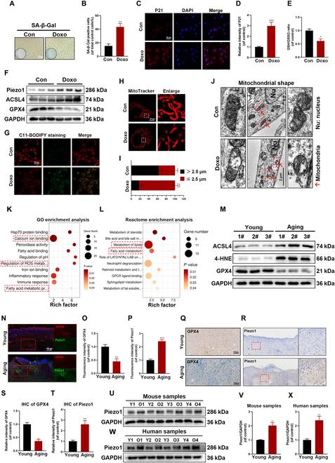 https://cdn.ncbi.nlm.nih.gov/pmc/blobs/cd49/12133029/79122e4b87d3/research.0718.fig.001.jpg