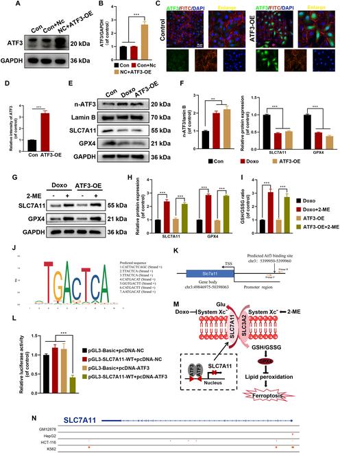 https://cdn.ncbi.nlm.nih.gov/pmc/blobs/cd49/12133029/8b525038dc81/research.0718.fig.007.jpg
