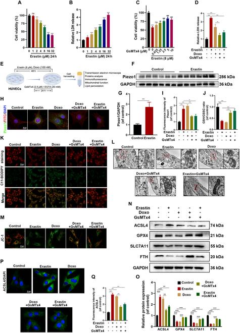 https://cdn.ncbi.nlm.nih.gov/pmc/blobs/cd49/12133029/94854186896f/research.0718.fig.002.jpg
