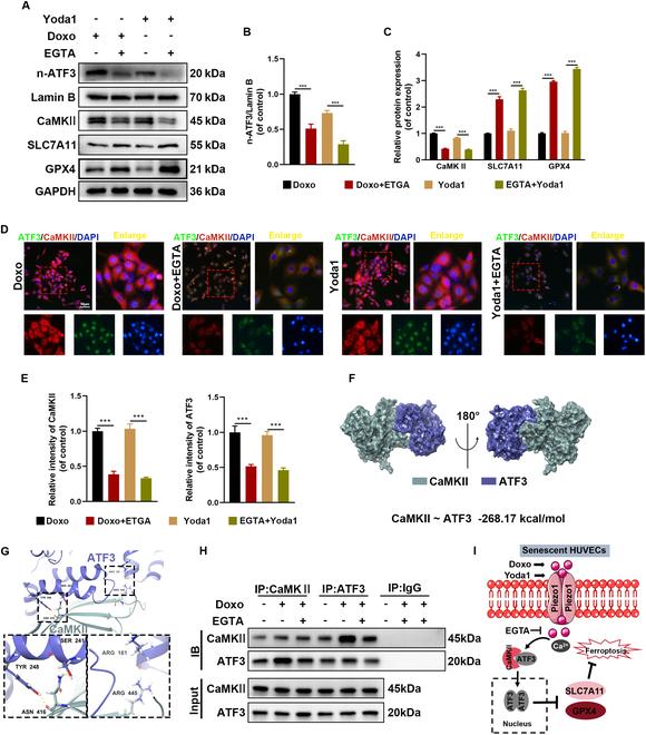 https://cdn.ncbi.nlm.nih.gov/pmc/blobs/cd49/12133029/d7eb9fdc1fd1/research.0718.fig.006.jpg