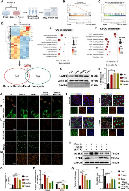 https://cdn.ncbi.nlm.nih.gov/pmc/blobs/cd49/12133029/e91839a2513a/research.0718.fig.005.jpg