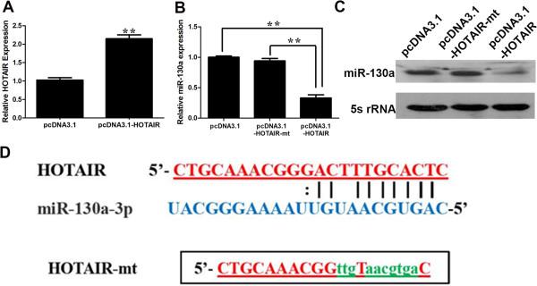 https://cdn.ncbi.nlm.nih.gov/pmc/blobs/cd4a/4085645/64ae516a49ed/1476-4598-13-156-6.jpg