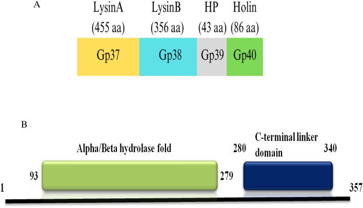 https://cdn.ncbi.nlm.nih.gov/pmc/blobs/cd4c/11300654/a21921bbf60f/41598_2024_68636_Fig1_HTML.jpg