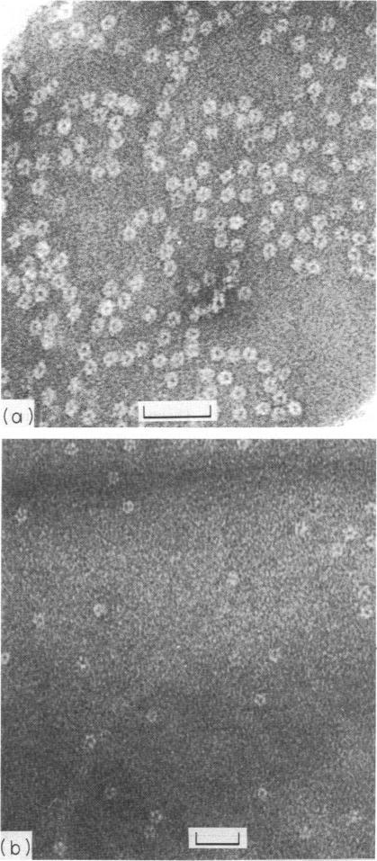 https://cdn.ncbi.nlm.nih.gov/pmc/blobs/cd4c/1555156/0d07155159bb/immunology00230-0068-a.jpg