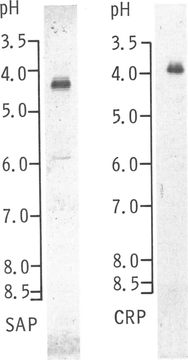 https://cdn.ncbi.nlm.nih.gov/pmc/blobs/cd4c/1555156/3114a85de024/immunology00230-0070-a.jpg