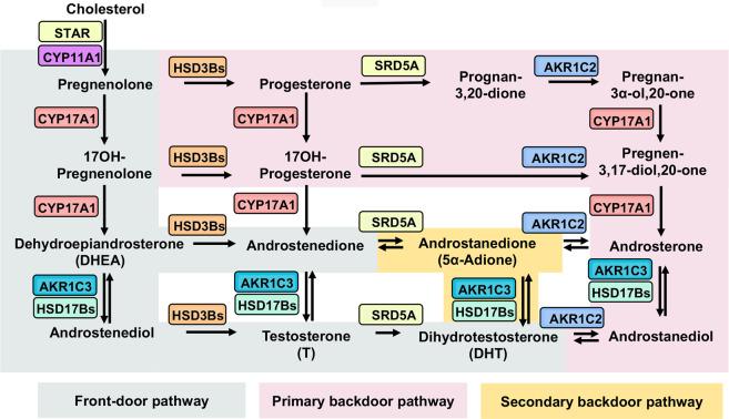 https://cdn.ncbi.nlm.nih.gov/pmc/blobs/cd4d/8049868/617ba0840e84/41388_2021_1737_Fig1_HTML.jpg