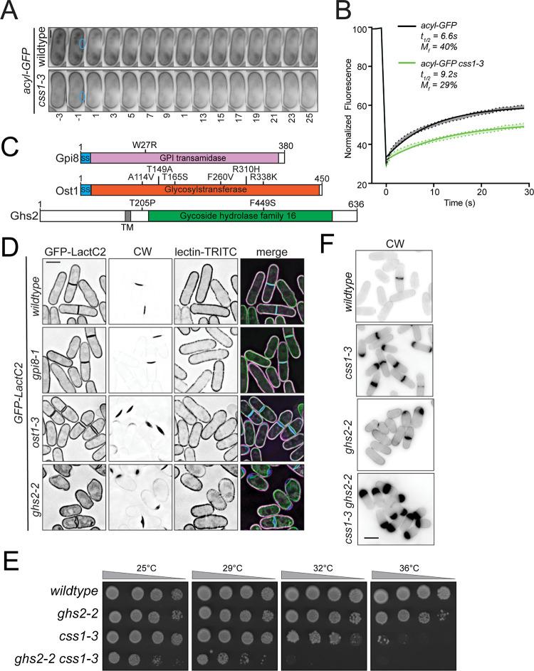 https://cdn.ncbi.nlm.nih.gov/pmc/blobs/cd58/10578601/49befb30ed5c/pgen.1010987.g007.jpg