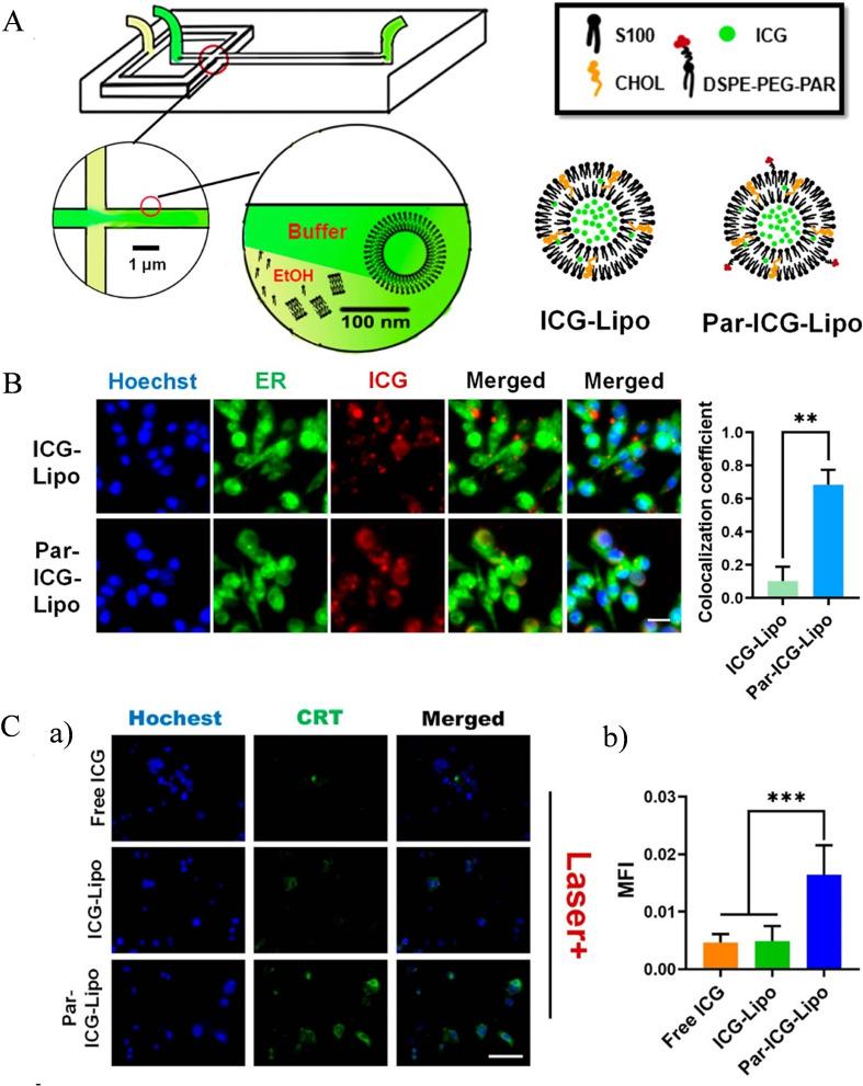 https://cdn.ncbi.nlm.nih.gov/pmc/blobs/cd5b/11184231/aeee8f560bfb/IJN-19-5895-g0007.jpg
