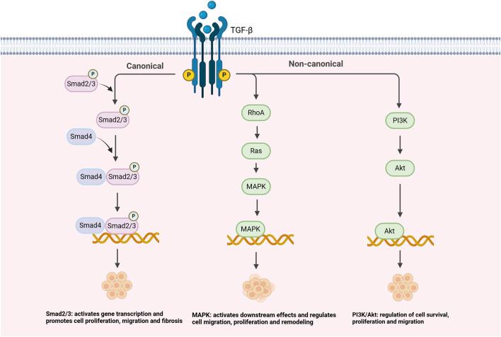 https://cdn.ncbi.nlm.nih.gov/pmc/blobs/cd5d/12179876/7421d29e8b73/fphar-16-1596767-g001.jpg
