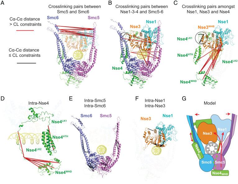 https://cdn.ncbi.nlm.nih.gov/pmc/blobs/cd5e/9191643/dd32e2d23c72/pnas.2202799119fig06.jpg