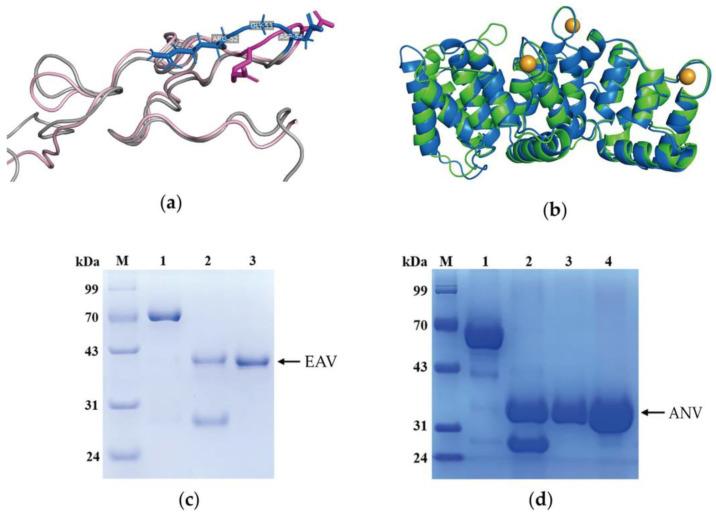 https://cdn.ncbi.nlm.nih.gov/pmc/blobs/cd60/10342375/0f9665d4a4fe/ijms-24-11107-g001.jpg
