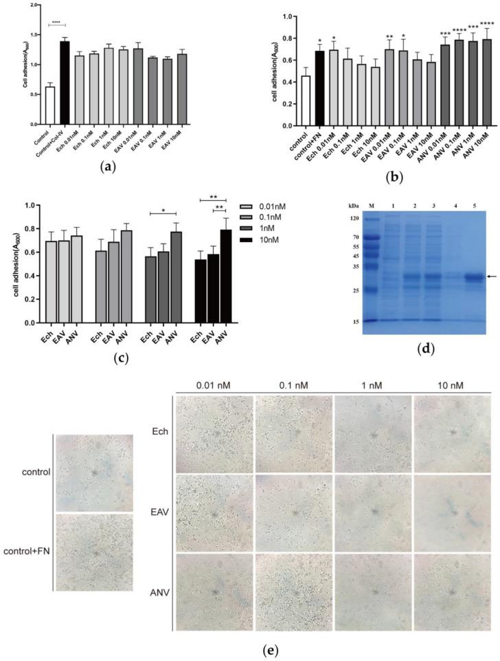 https://cdn.ncbi.nlm.nih.gov/pmc/blobs/cd60/10342375/6bdffe063047/ijms-24-11107-g002.jpg