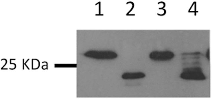 https://cdn.ncbi.nlm.nih.gov/pmc/blobs/cd69/5131992/43d9c150ddba/pone.0167611.g001.jpg