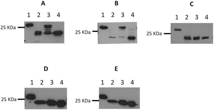 https://cdn.ncbi.nlm.nih.gov/pmc/blobs/cd69/5131992/6fc3f8ad2a21/pone.0167611.g004.jpg