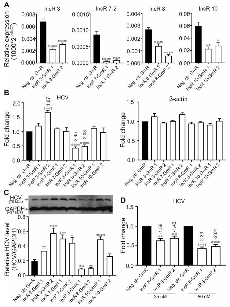 https://cdn.ncbi.nlm.nih.gov/pmc/blobs/cd69/6631246/fc2acd388632/viruses-11-00549-g003.jpg