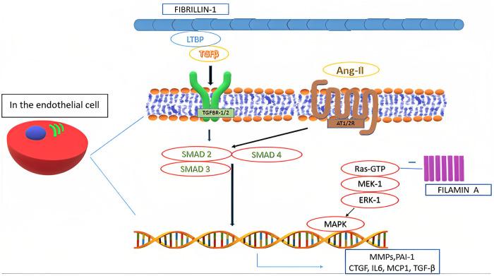 https://cdn.ncbi.nlm.nih.gov/pmc/blobs/cd6b/10272793/ec2afdcaf7fa/fcvm-10-1128195-g003.jpg