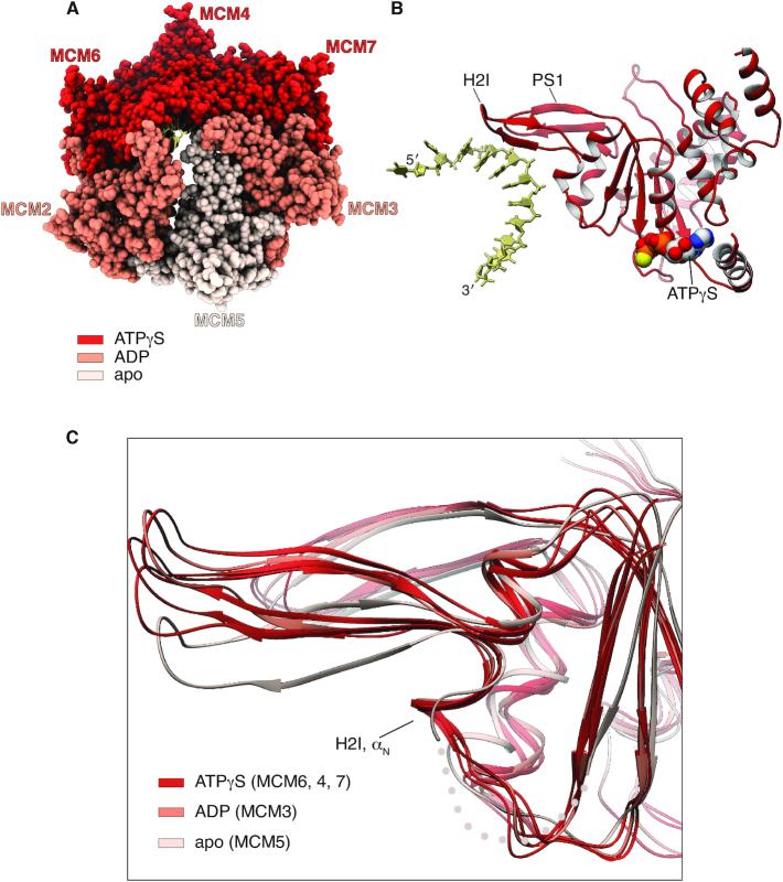 https://cdn.ncbi.nlm.nih.gov/pmc/blobs/cd6c/7337937/56d02401a0a4/gkaa429fig5.jpg