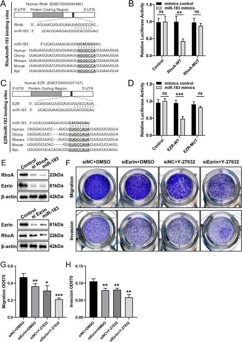 https://cdn.ncbi.nlm.nih.gov/pmc/blobs/cd6e/12234282/b5a33f639358/fonc-15-1537528-g004.jpg