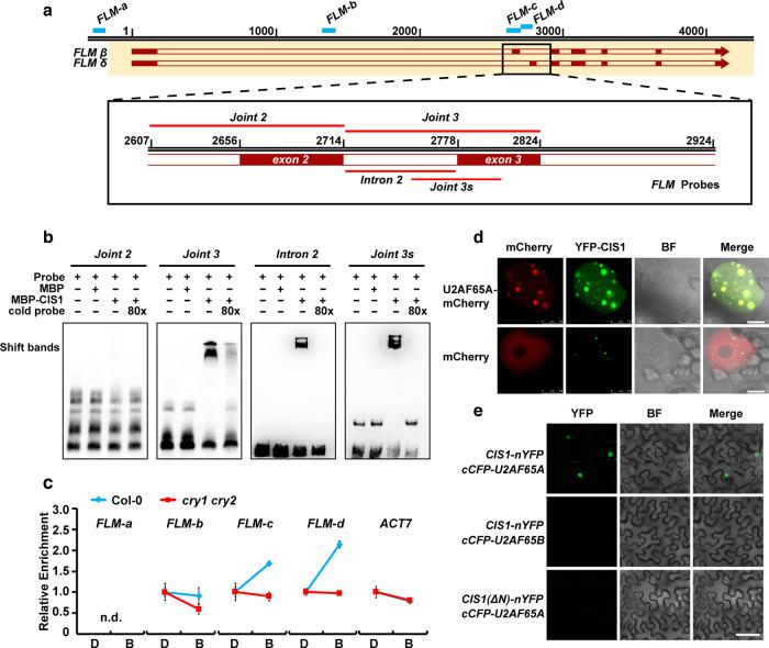 https://cdn.ncbi.nlm.nih.gov/pmc/blobs/cd70/9671898/5157cc1e937c/41467_2022_34886_Fig6_HTML.jpg