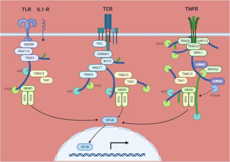 https://cdn.ncbi.nlm.nih.gov/pmc/blobs/cd71/12047224/b673e0a9426b/peerj-13-19325-g004.jpg