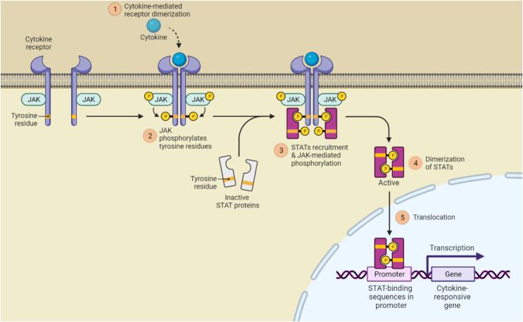 https://cdn.ncbi.nlm.nih.gov/pmc/blobs/cd71/12047224/c905a9a20c10/peerj-13-19325-g005.jpg