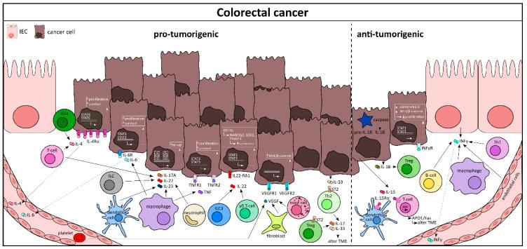 https://cdn.ncbi.nlm.nih.gov/pmc/blobs/cd74/7827439/01da077e82ab/cells-10-00111-g004.jpg