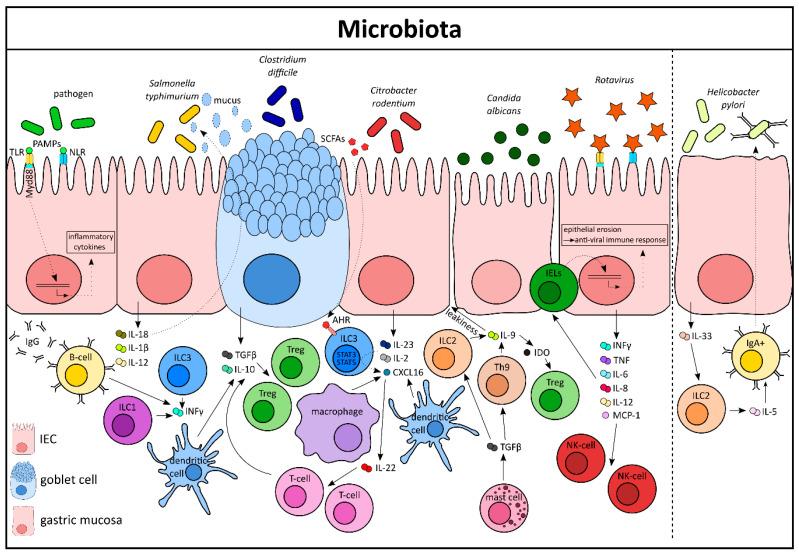 https://cdn.ncbi.nlm.nih.gov/pmc/blobs/cd74/7827439/4bc20933a60b/cells-10-00111-g002.jpg
