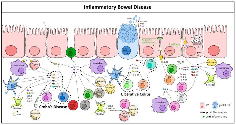 https://cdn.ncbi.nlm.nih.gov/pmc/blobs/cd74/7827439/e421f3bf3661/cells-10-00111-g003.jpg